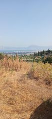 Αγροτεμάχια 6.000 τ.μ. για πώληση