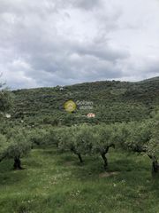 Αγροτεμάχια 4.798 τ.μ. για πώληση