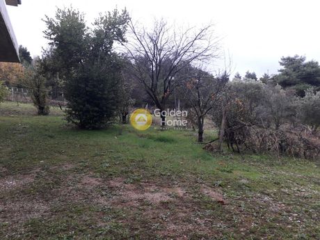 Αγροτεμάχια 2.000 τ.μ. για πώληση
