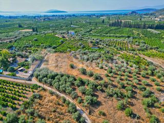Αγροτεμάχια 2.745 τ.μ. για πώληση, Αργολίδα, Ασίνη-thumb-7
