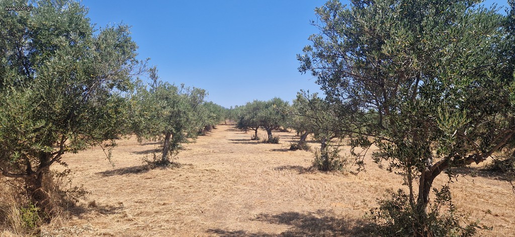 Αγροτεμάχια 3.700 τ.μ. πρός πώληση, Μεσσηνία, Μεσσήνη