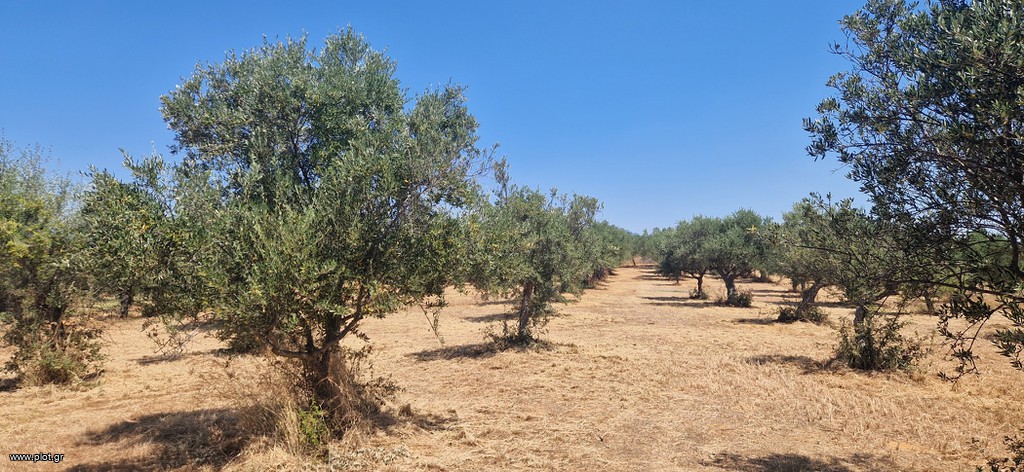 Αγροτεμάχια 3.700 τ.μ. πρός πώληση, Μεσσηνία, Μεσσήνη