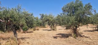 Αγροτεμάχια 3.700 τ.μ. προς πώληση, Πιλαλίστρα-thumb-2
