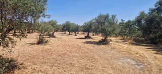 Αγροτεμάχια 3.700 τ.μ. προς πώληση, Πιλαλίστρα-thumb-3