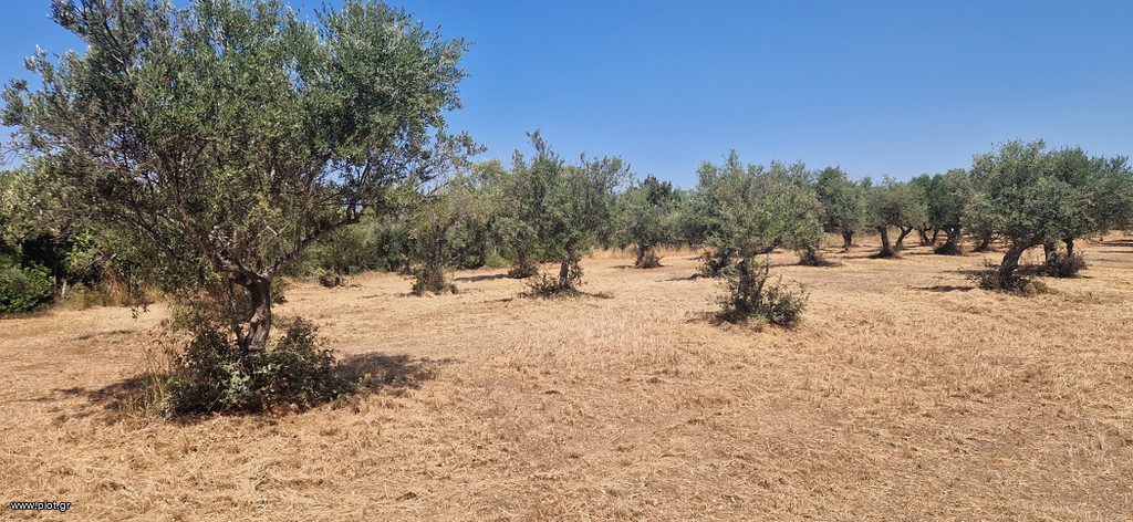Αγροτεμάχια 3.700 τ.μ. πρός πώληση, Μεσσηνία, Μεσσήνη