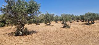 Αγροτεμάχια 3.700 τ.μ. προς πώληση, Πιλαλίστρα-thumb-4
