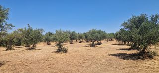 Αγροτεμάχια 3.700 τ.μ. προς πώληση, Πιλαλίστρα-thumb-5