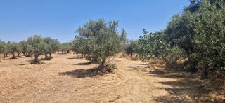 Αγροτεμάχια 3.700 τ.μ. προς πώληση, Πιλαλίστρα-thumb-6