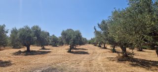 Αγροτεμάχια 3.700 τ.μ. προς πώληση, Πιλαλίστρα-thumb-7