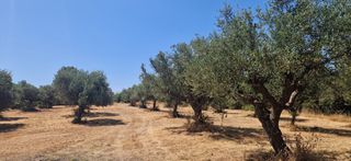 Αγροτεμάχια 3.700 τ.μ. προς πώληση, Πιλαλίστρα-thumb-8
