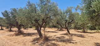 Αγροτεμάχια 3.700 τ.μ. προς πώληση, Πιλαλίστρα-thumb-9