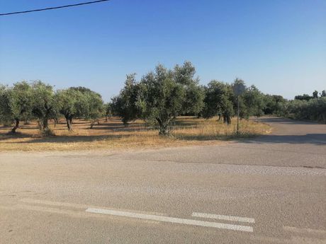 Αγροτεμάχια 1.200τ.μ. για πώληση-Αλεξανδρούπολη » Δίκελλα