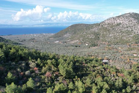 Αγροτεμάχια 8.700τ.μ. για πώληση-Θάσος » Ραχώνι