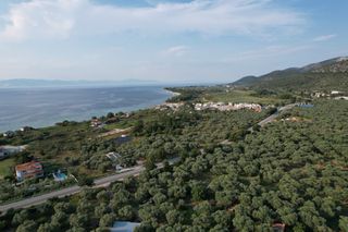 Αγροτεμάχια 8.700 τ.μ. για πώληση