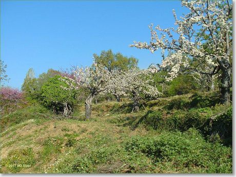 Parcel 5.416sqm for sale-Milies » Vizitsa