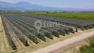Αγροτεμάχια 27.115 τ.μ. για πώληση