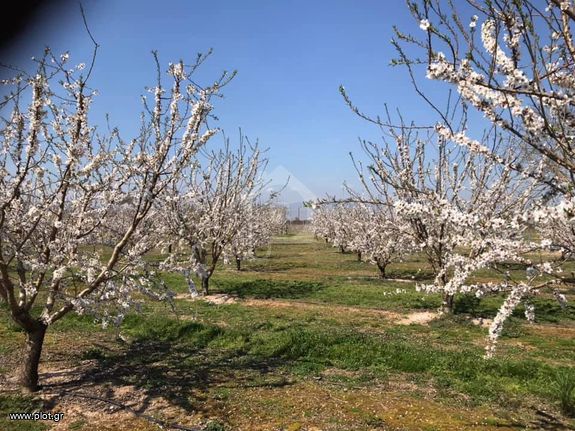 Αγροτεμάχια 10.000 τ.μ. για ενοικίαση, Ημαθία, Μελίκη
