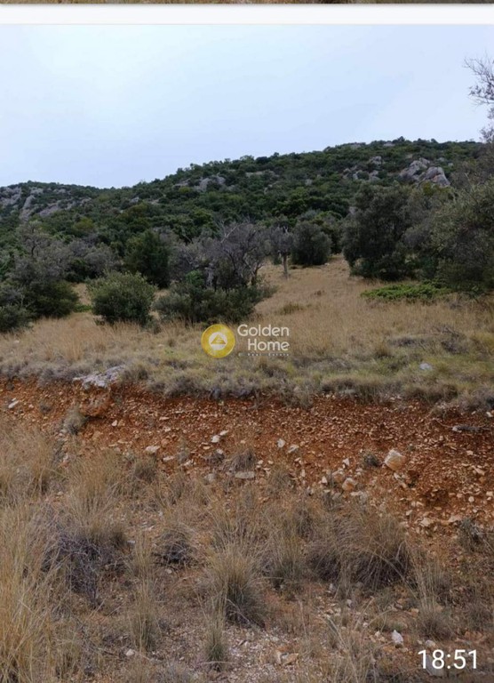 Οικόπεδο 4.500 τ.μ. πρός πώληση, Μαγνησία, Σηπιάδα