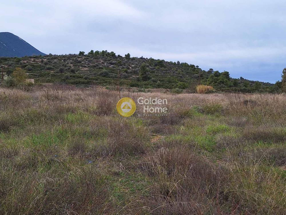 Οικόπεδο 14.000 τ.μ. προς πώληση, Ξηρόβρυση Ανθηδώνος