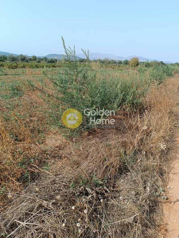 Αγροτεμάχια 900 τ.μ. προς ενοικίαση, Αττική - Υπόλοιπο, Μαρκόπουλο