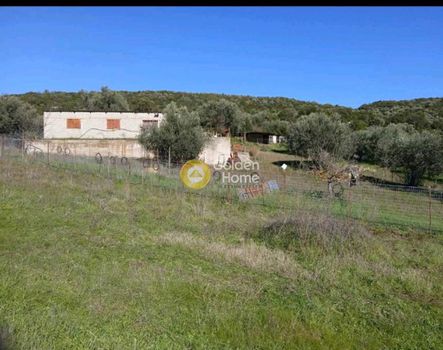 Αγροτεμάχια 2.000 τ.μ. για πώληση