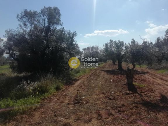 Parcel 2.500 sqm for rent, Athens - East, Paiania