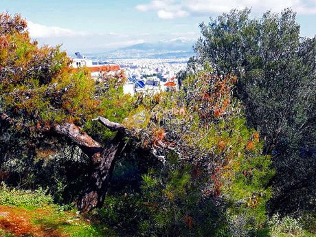 Land plot 209sqm for sale-Petroupoli » Pefka Verdi