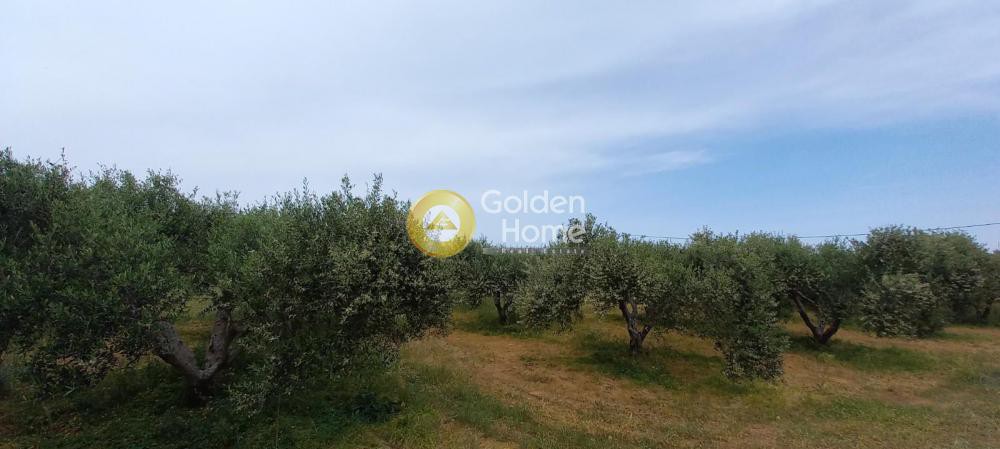 Οικόπεδο 4.500 τ.μ. προς πώληση, Μάλεμε
