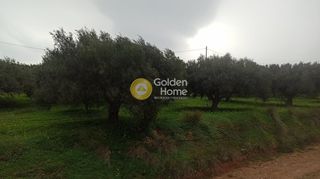 Αγροτεμάχια 3.850 τ.μ. για πώληση