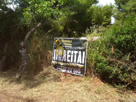 Αγροτεμάχια 563 τ.μ. για πώληση