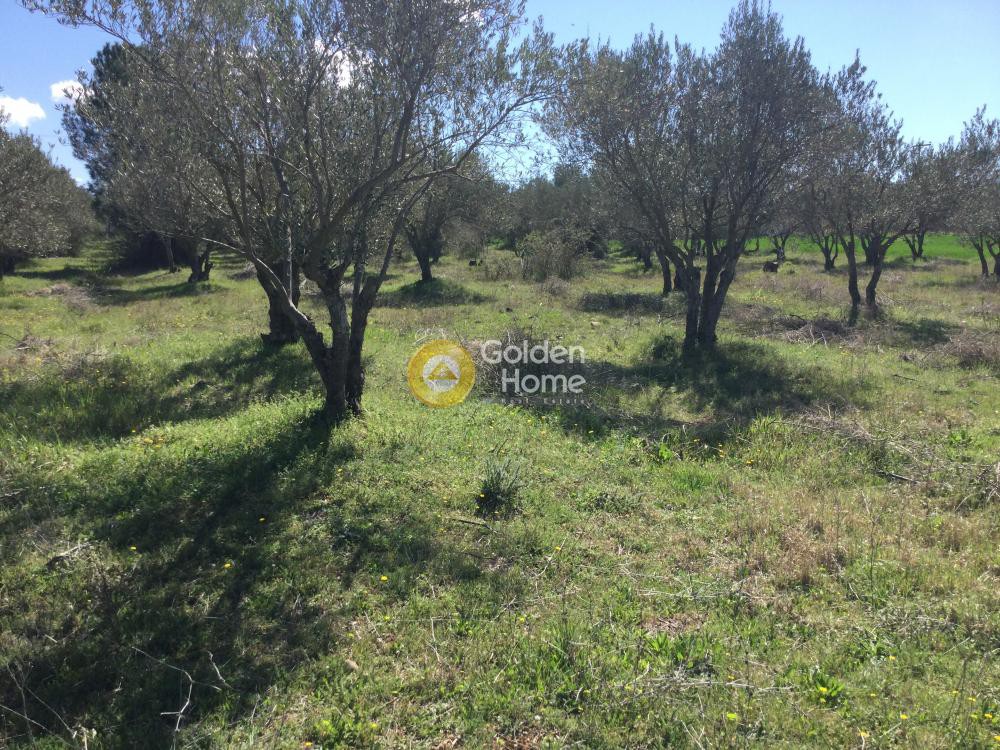 Αγροτεμάχια 17.000 τ.μ. προς πώληση, Μονή Αγίας Αναστασίας Φαρμακολύτριας