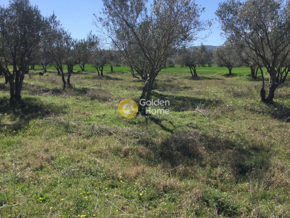 Αγροτεμάχια 17.000 τ.μ. προς πώληση, Μονή Αγίας Αναστασίας Φαρμακολύτριας