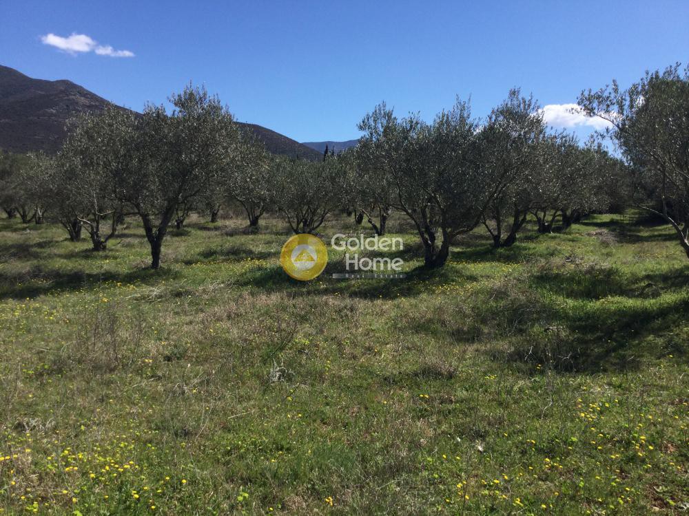 Αγροτεμάχια 17.000 τ.μ. προς πώληση, Μονή Αγίας Αναστασίας Φαρμακολύτριας