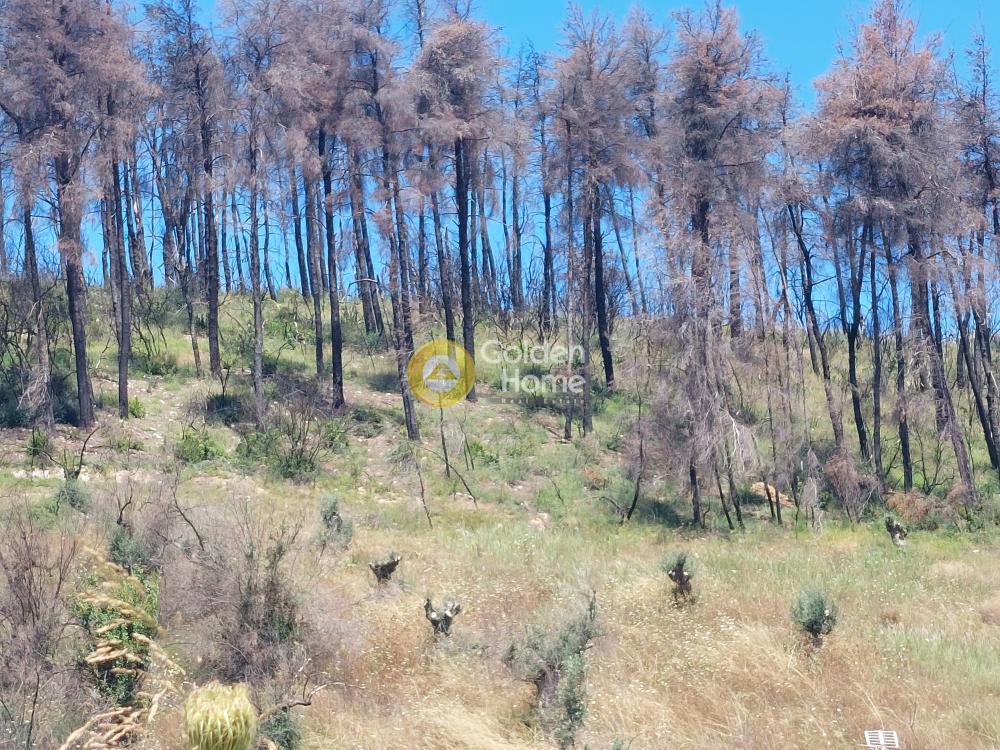 Αγροτεμάχια 3.000 τ.μ. προς πώληση, Παλαιόκαστρο Αρτεμισίου