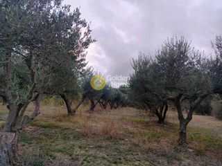 Αγροτεμάχια 580 τ.μ. για πώληση