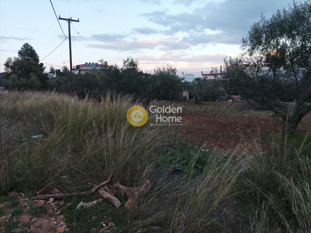 Οικόπεδο 1.600 τ.μ. προς πώληση, Δροσιά Ανθηδώνος