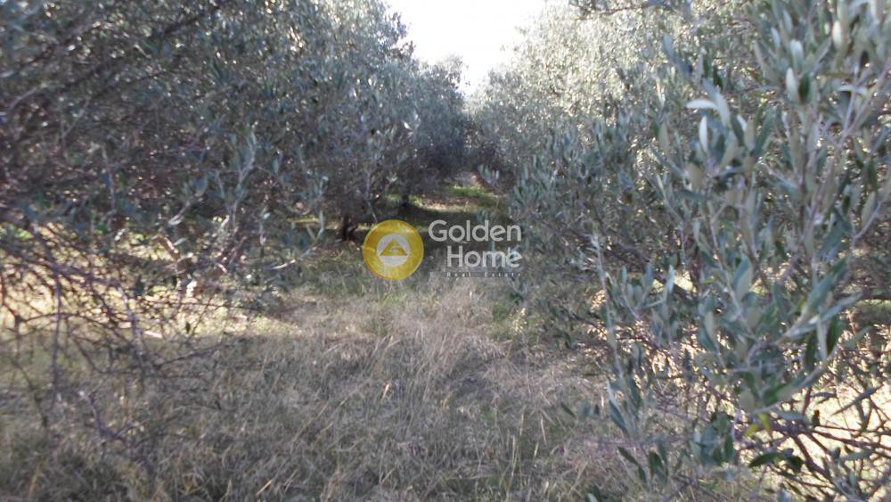 Αγροτεμάχια 1.680 τ.μ. προς πώληση, Φορτέτσα