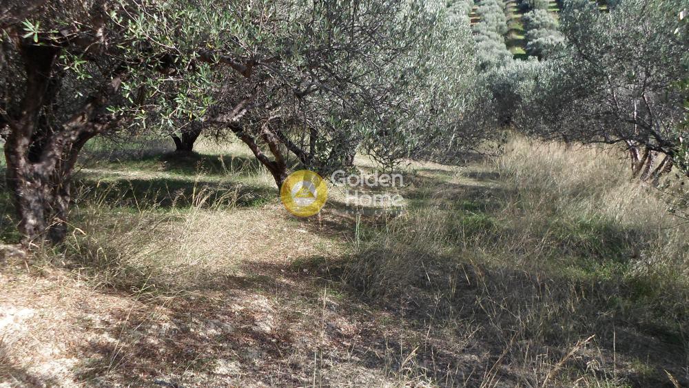 Αγροτεμάχια 1.680 τ.μ. προς πώληση, Φορτέτσα