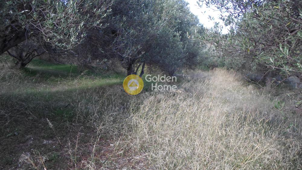 Αγροτεμάχια 1.680 τ.μ. προς πώληση, Φορτέτσα