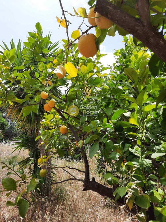 Οικόπεδο 500 τ.μ. προς ενοικίαση, Αττική - Υπόλοιπο, Παλαιά Φώκαια