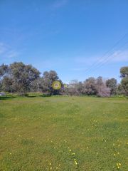 Αγροτεμάχια 960 τ.μ. για πώληση