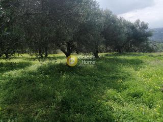 Αγροτεμάχια 4.079 τ.μ. για πώληση