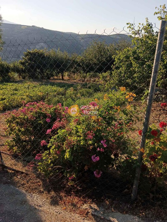 Οικόπεδο 5.000 τ.μ. προς πώληση, Δαφνές Ηρακλείου