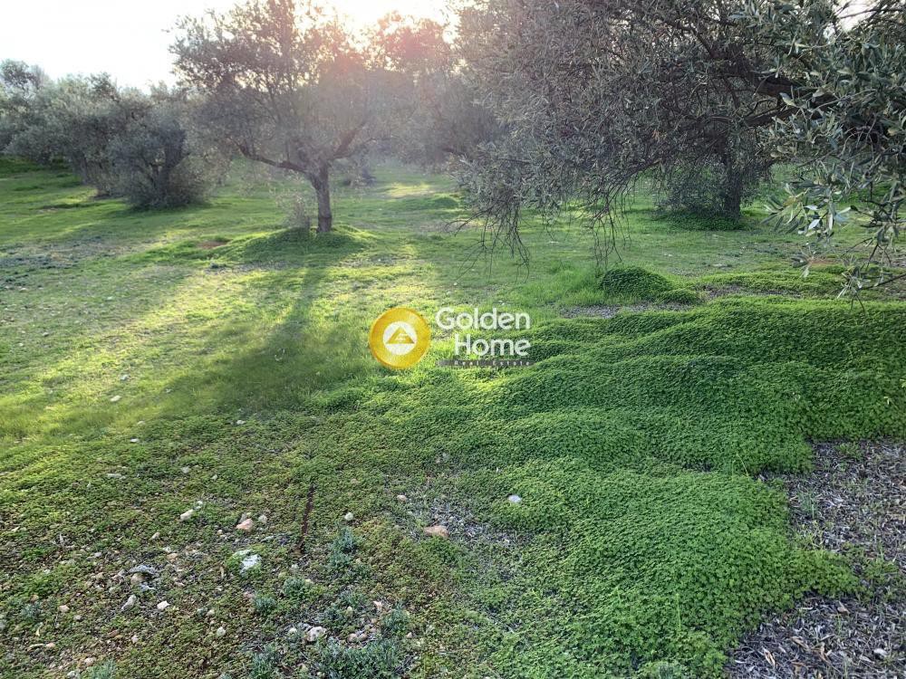 Αγροτεμάχια 24.653 τ.μ. προς πώληση, Καρελλάς
