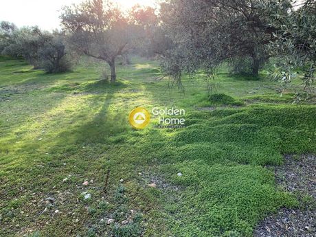Αγροτεμάχια 24.653 τ.μ. για πώληση