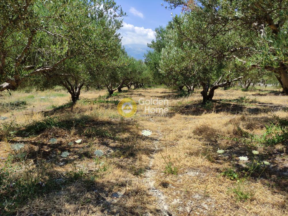 Αγροτεμάχια 4.430 τ.μ. προς πώληση, Καλάμι Σούδας