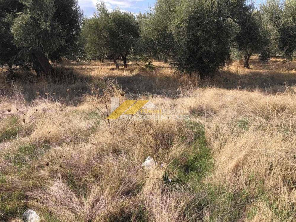 Αγροτεμάχια 560 τ.μ. πρός πώληση, Εβρος, Αλεξανδρούπολη