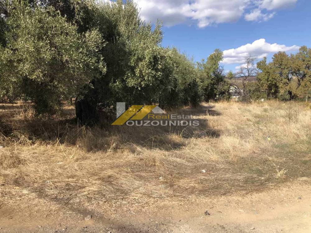 Αγροτεμάχια 560 τ.μ. πρός πώληση, Εβρος, Αλεξανδρούπολη