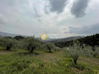Οικόπεδο 12.000 τ.μ. για πώληση