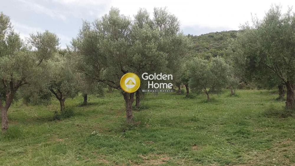 Αγροτεμάχια 10.000 τ.μ. πρός πώληση, Αιτωλοακαρνανία, Χάλκεια